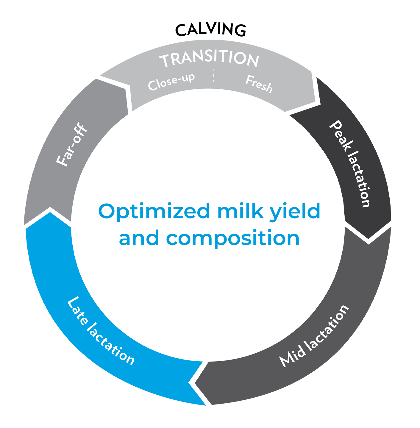 calving-4