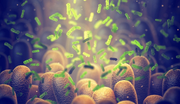 Gut Health and Immunity Benefits