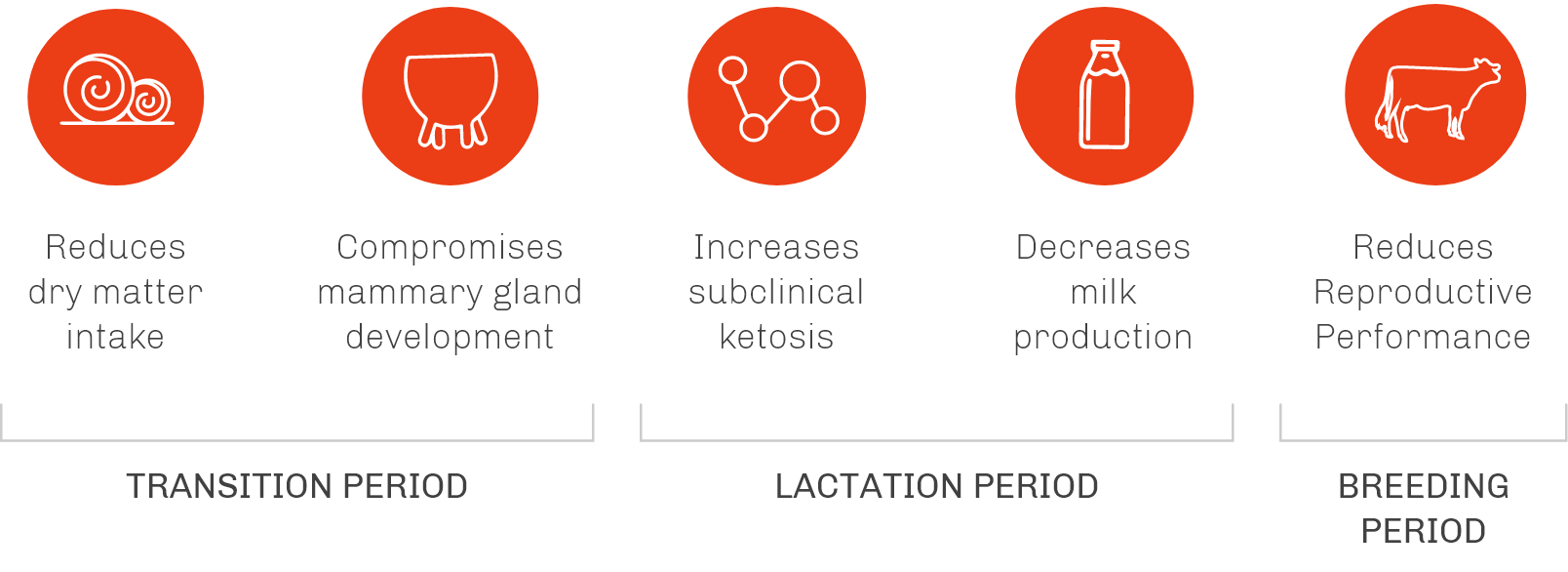 Heat stress during transition, lactation, and breeding