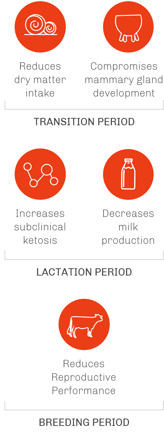 Heat stress during transition, lactation, and breeding