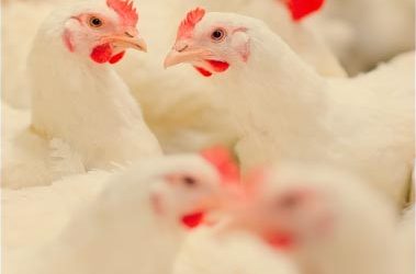Unlocking the Potential: Jefo Protease Enhances Broiler Performance and Gut Health