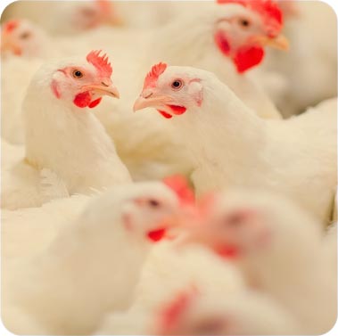 Unlocking the Potential: Jefo Protease Enhances Broiler Performance and Gut Health