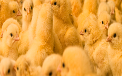 Améliorer les performances des poulets de chair: les conseils d’expert de Derek Detzler