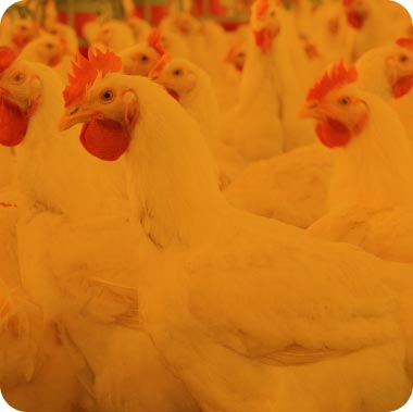 Stratégie alimentaire synergique pour prévenir les infections à E. coli chez la volaille