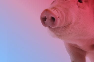 Mejorar el bienestar y la producción porcina con manejo y nutrición
