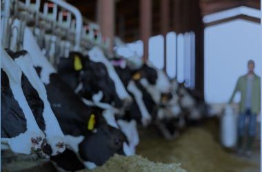 Améliorer l’efficacité des vaches laitières avec une solution de nutrition de précision innovante