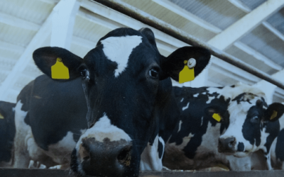 Améliorer l’efficacité des vaches laitières avec une solution de nutrition de précision innovante