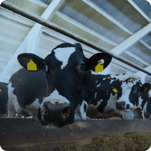 Améliorer l’efficacité des vaches laitières avec une solution de nutrition de précision innovante