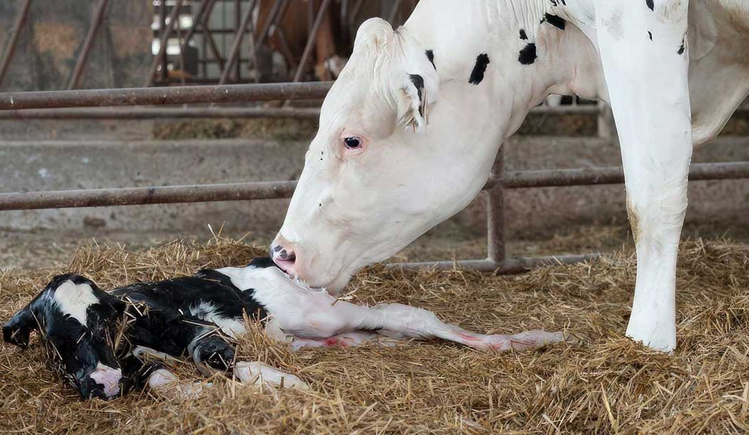 Solve Late-Gestation Heat Stress That Harms Cows and Their Future Calves