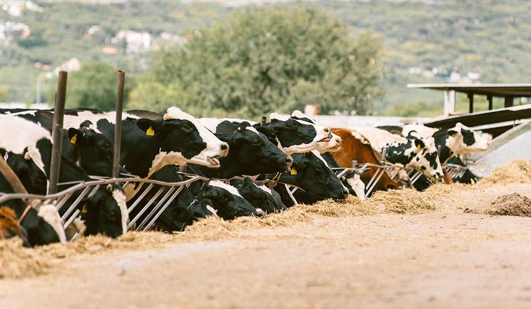 Effect of Protected B Vitamins on Transition Cows on Health, Milk Production and Reproductive Performance During Heat tress