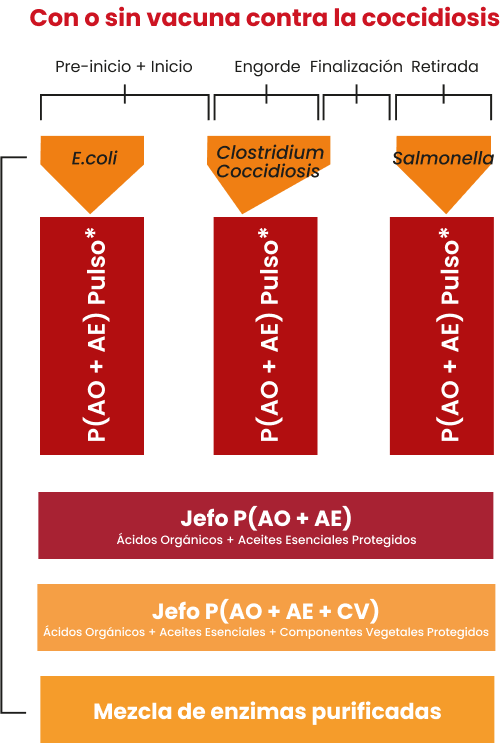 Programa Sinérgico Jefo para aves