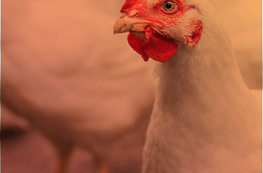 Synergie des Solutions Jefo : Résultats optimaux grâce à la combinaison d’acides organiques, d’huiles essentielles et d’enzymes en aviculture