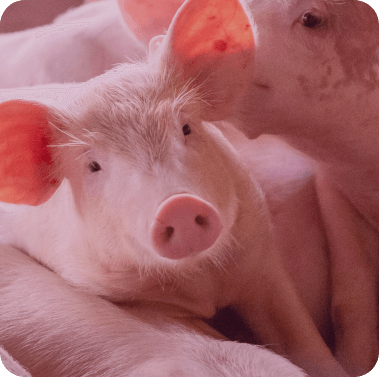 Avantages de la nutrition de précision comme alternatives aux antibiotiques dans la production porcine