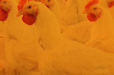 Estratégia de alimentação sinérgica para prevenir infecções por E. coli em aves