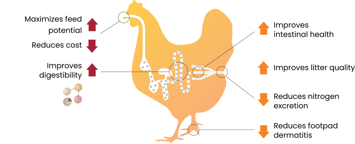 Enzyme Benefits for Poultry