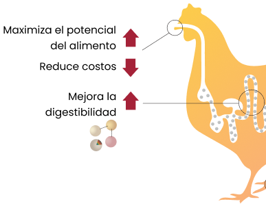 Ventajas de las enzimas para aves