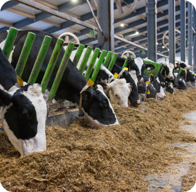 Les experts Jefo partagent des conseils pour combattre le stress thermique chez les vaches